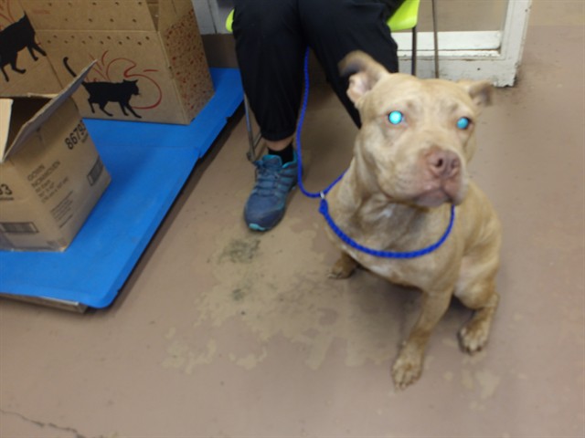 Sweet Tart at Chicago Animal Care and Control