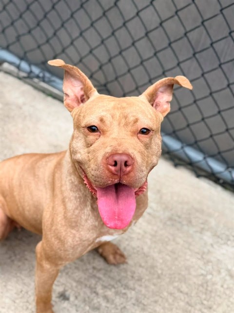Sweet Tart available through Chicago Animal Care and Control