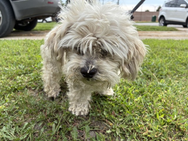 Dog A319826 at Chicago Animal Care and Control