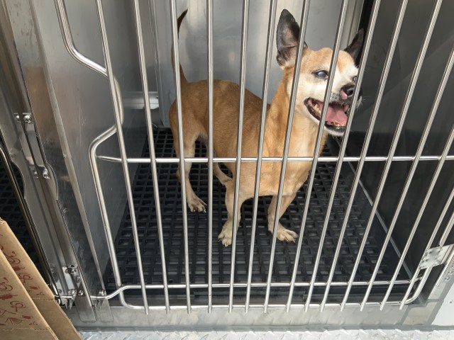 Chihuahua at Chicago Animal Care and Control
