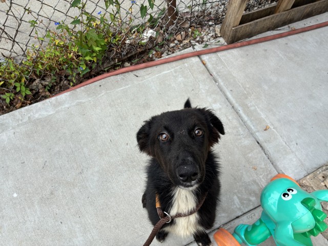 Dog A319828 at Chicago Animal Care and Control