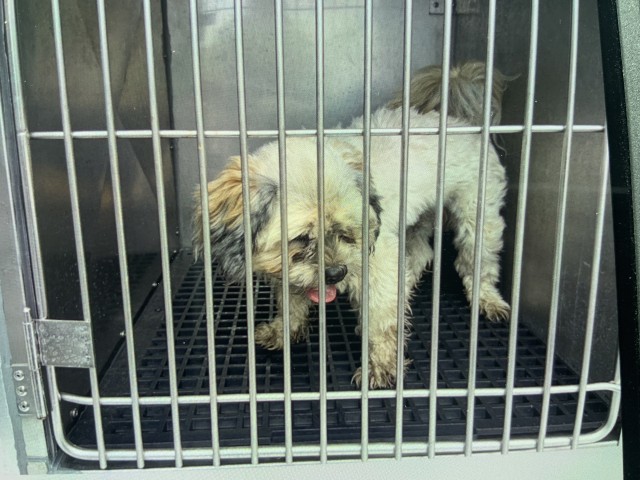 Dog A319830 at Chicago Animal Care and Control