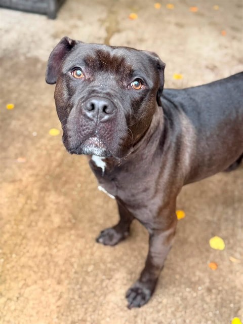 Kelpie available through Chicago Animal Care and Control