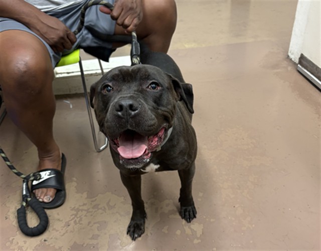 Kane at Chicago Animal Care and Control