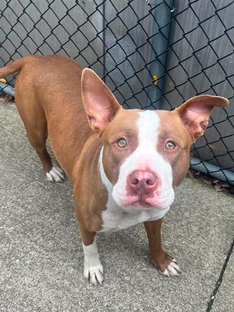 Ro Ro available through Chicago Animal Care and Control
