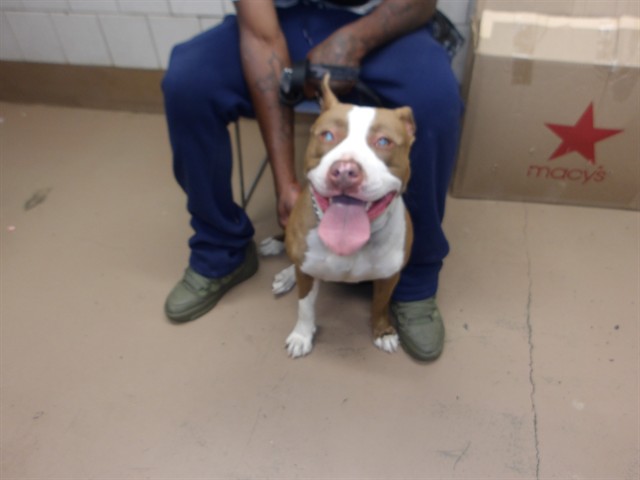 Ro Ro at Chicago Animal Care and Control