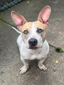Archie, adoptable American Pit Bull Terrier at Chicago Animal Care and Control