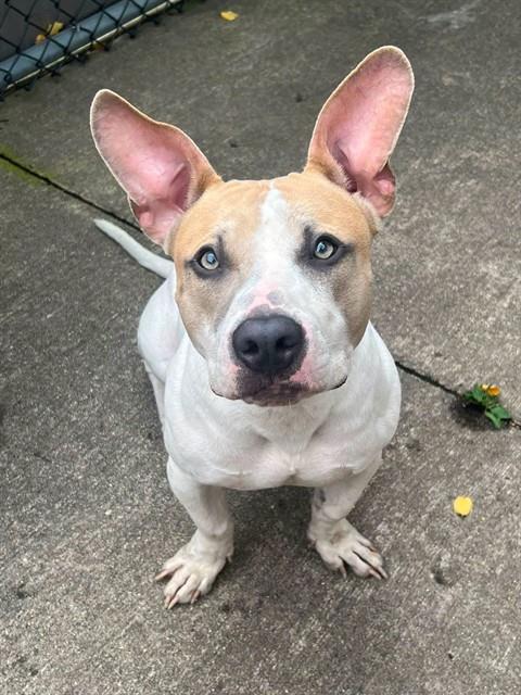 Archie available through Chicago Animal Care and Control
