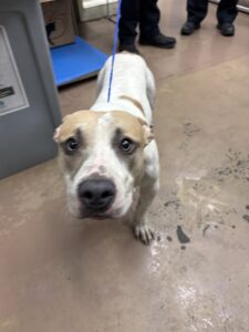 Archie, adoptable American Pit Bull Terrier at Chicago Animal Care and Control