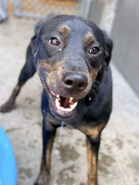 Susan available through Chicago Animal Care and Control
