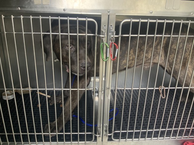 Toons, adoptable Cane Corso at Chicago Animal Care and Control