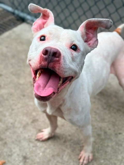 Saskia available through Chicago Animal Care and Control