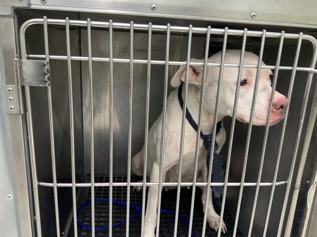 American Pit Bull Terrier at Chicago Animal Care and Control
