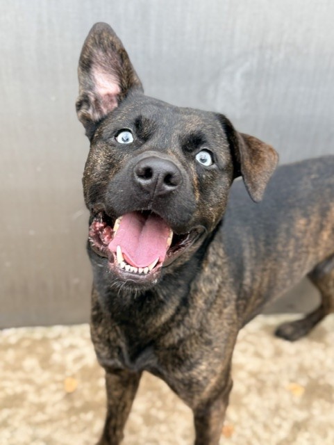 Hancock available through Chicago Animal Care and Control