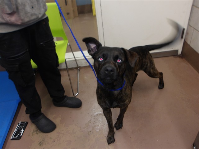 American Pit Bull Terrier at Chicago Animal Care and Control