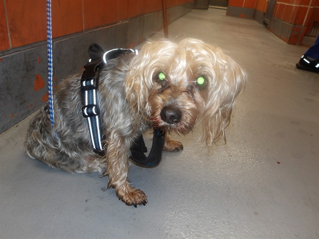 Yorkshire Terrier at Chicago Animal Care and Control