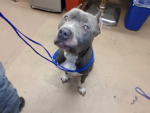 American Pit Bull Terrier at Chicago Animal Care and Control