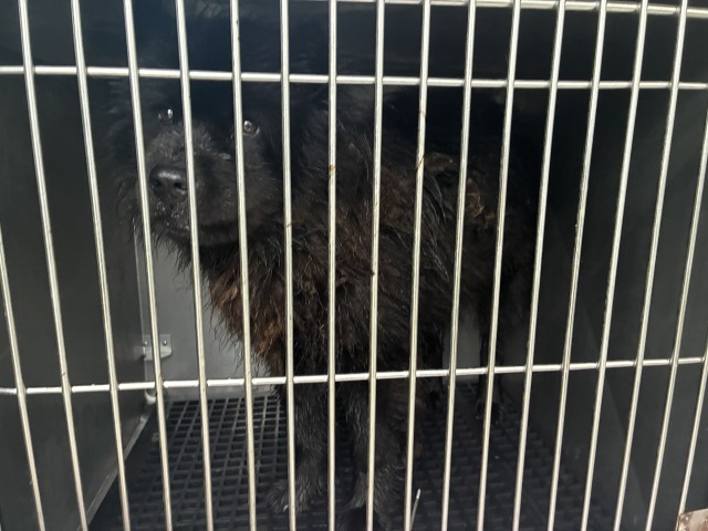 Chow Chow at Chicago Animal Care and Control