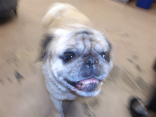 Bishop, adoptable Pug at Chicago Animal Care and Control