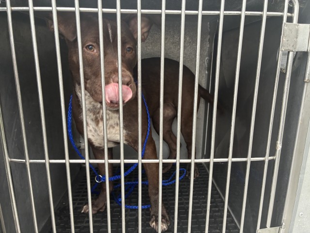 American Pit Bull Terrier at Chicago Animal Care and Control