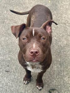 Godiva, adoptable American Pit Bull Terrier at Chicago Animal Care and Control