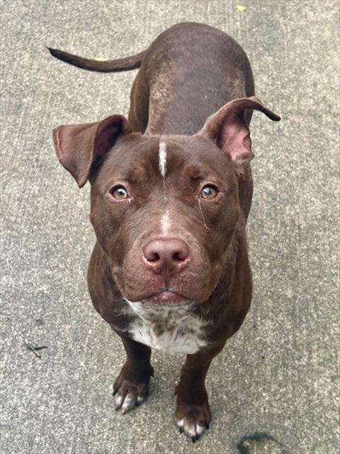 Godiva available through Chicago Animal Care and Control