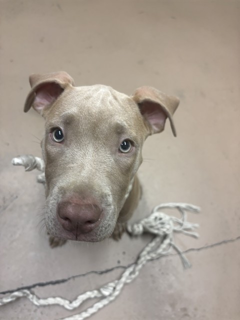 American Pit Bull Terrier at Chicago Animal Care and Control