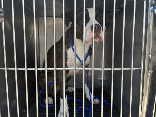 American Pit Bull Terrier at Chicago Animal Care and Control