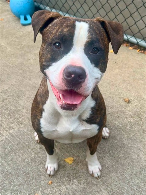 Braeden available through Chicago Animal Care and Control