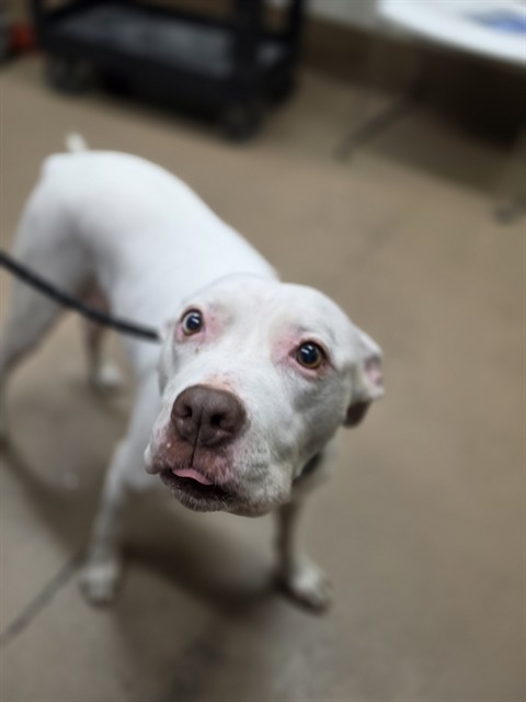 American Pit Bull Terrier at Chicago Animal Care and Control
