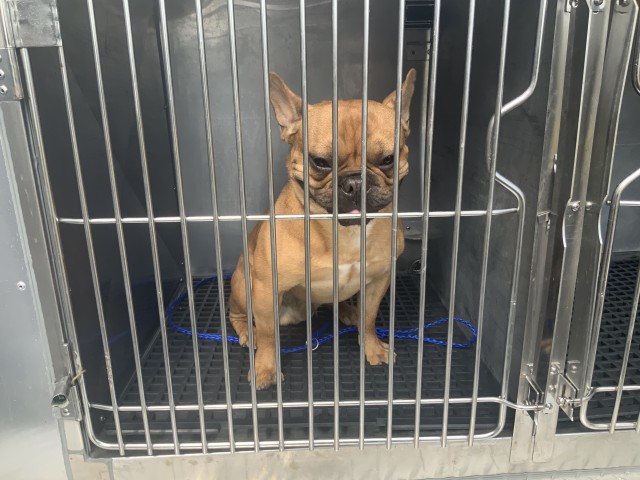 Bulldog at Chicago Animal Care and Control