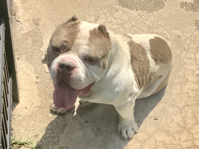 Bulldog at Chicago Animal Care and Control