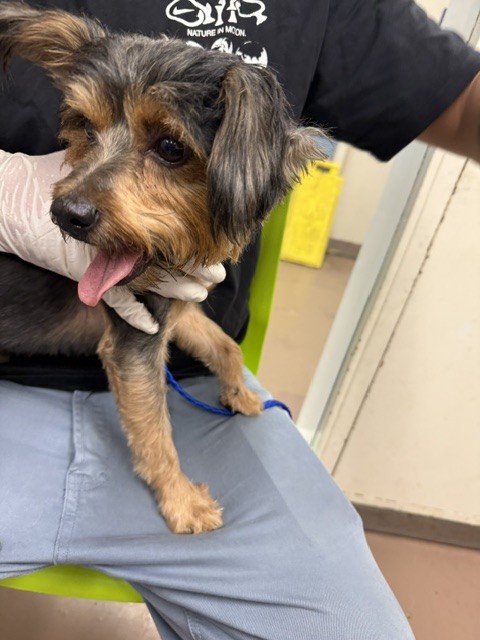 Yorkshire Terrier at Chicago Animal Care and Control