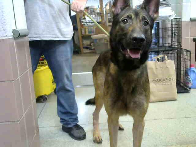 Magnam at Animal Welfare League