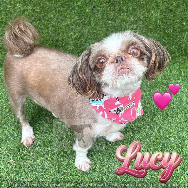 Lucy at Animal Welfare League