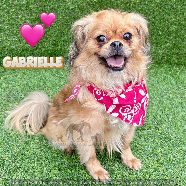 Gabrielle at Animal Welfare League