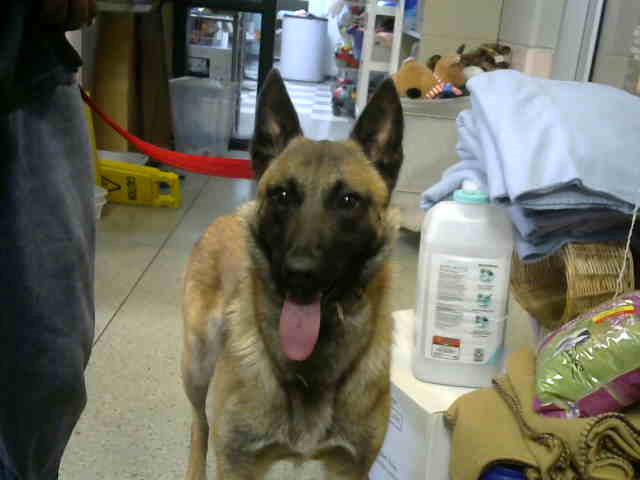 Savannah at Animal Welfare League
