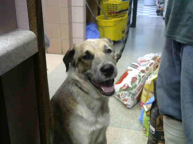 Utah at Animal Welfare League