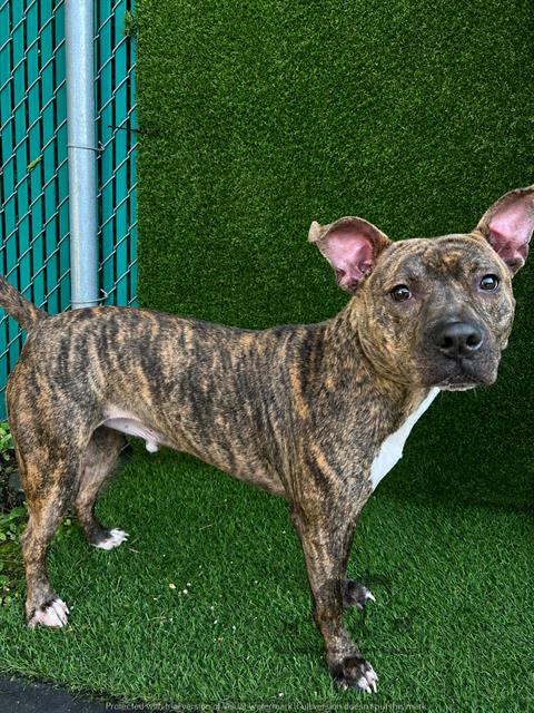 Vegas at Animal Welfare League