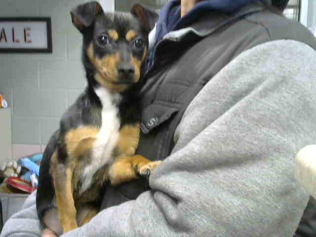 Skipper at Animal Welfare League