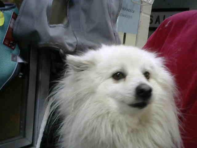 Fargo at Animal Welfare League