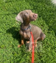 Atlas at Animal Welfare League