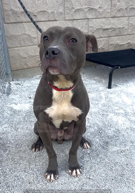Crackerjack at Animal Welfare League