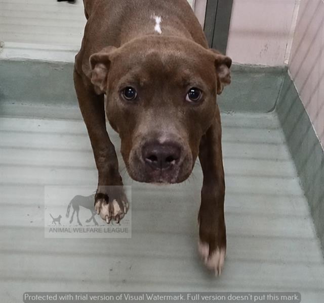 Crackerjack at Animal Welfare League