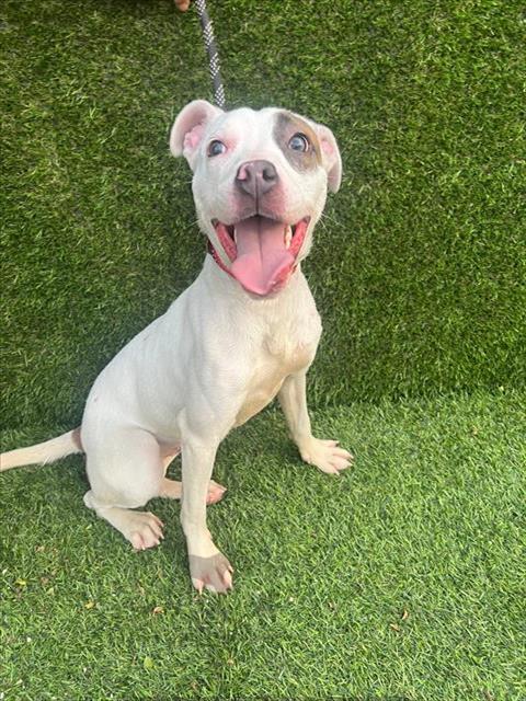 Patty at Animal Welfare League