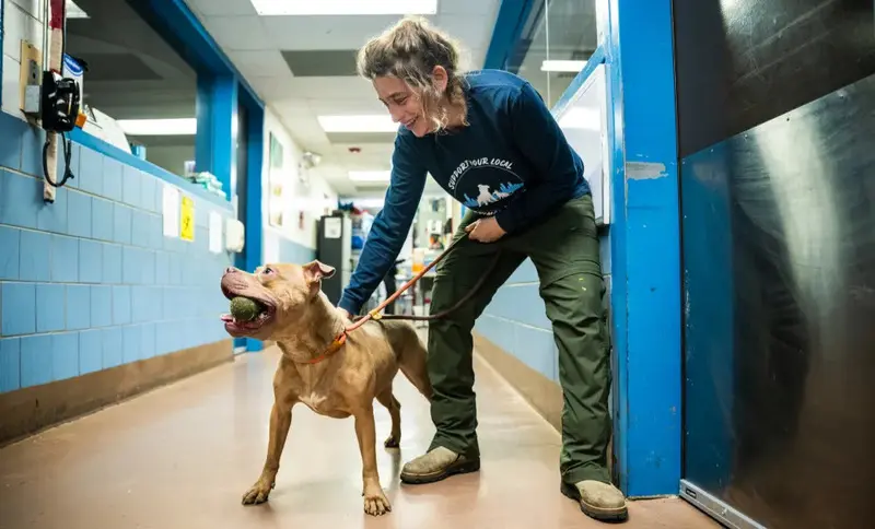 Volunteer spending time with a dog inside Chicago Animal Care and Control in Pilsen