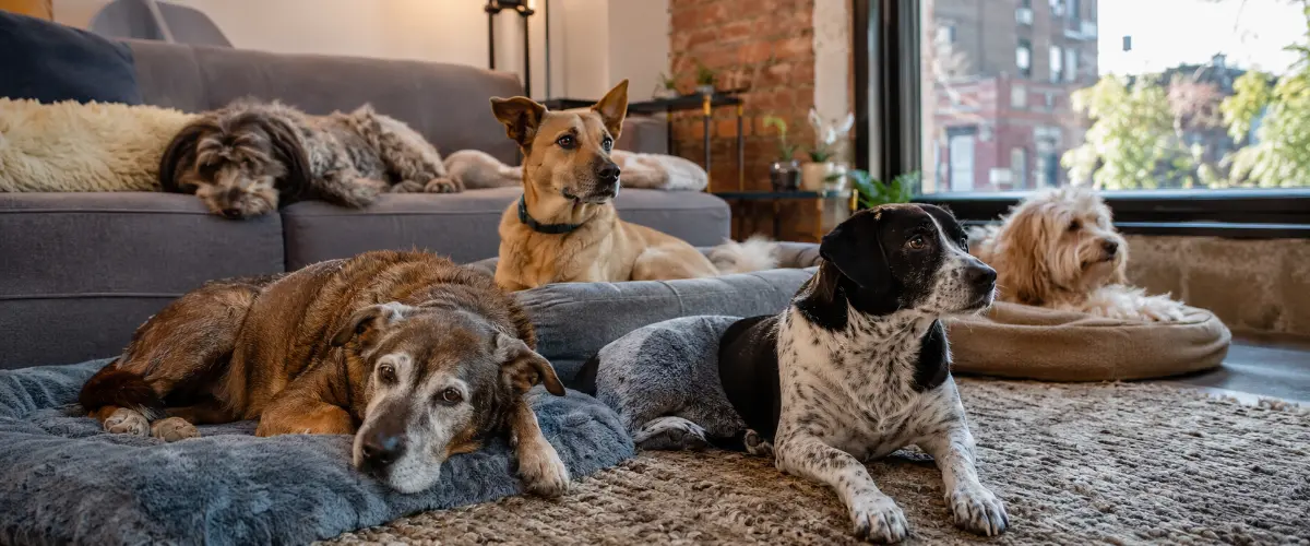 Rescue dogs relaxing together in a home-like room