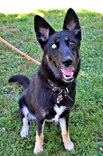 Sapphire at Wright-Way Rescue