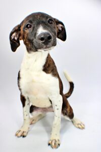 Rosie at Wright-Way Rescue
