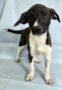 Rosie at Wright-Way Rescue